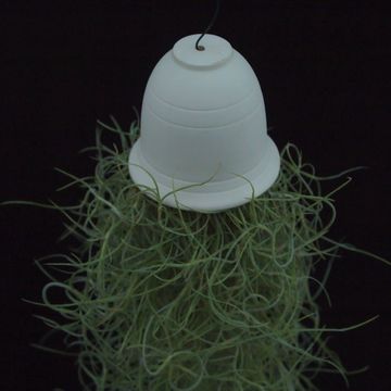 Tillandsia usneoides