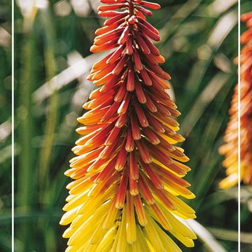 Kniphofia 'Royal Castle'