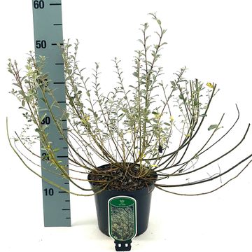 Salix repens nitida