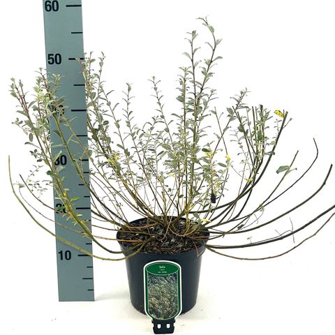 Salix repens nitida
