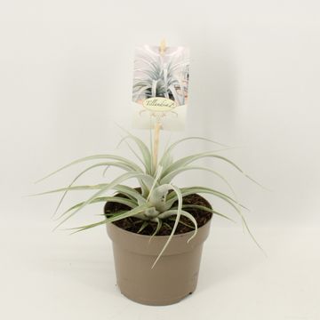 Tillandsia xerographica