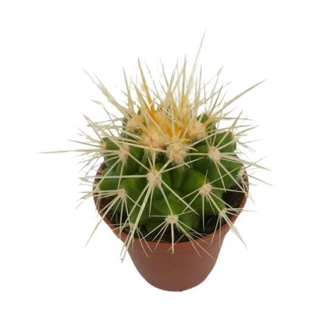 Echinocactus grusonii