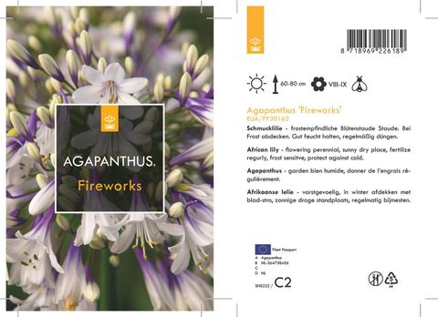 Agapanthus FIREWORKS