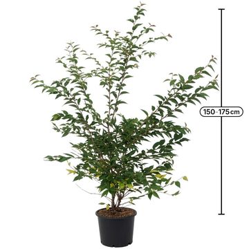 Prunus x subhirtella 'Autumnalis'