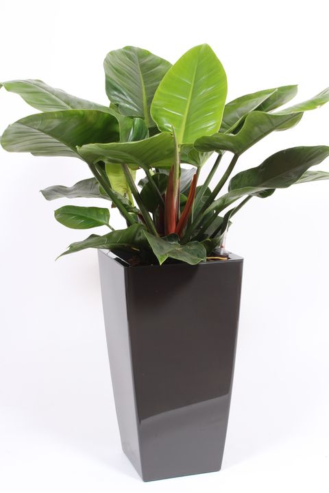 Philodendron 'Imperial Green'