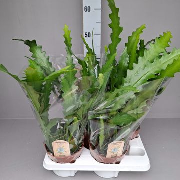 Epiphyllum anguliger 'Amstel'