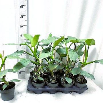 Philodendron 'Silver Queen'