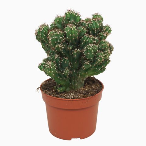 Cereus peruvianus monstrosus