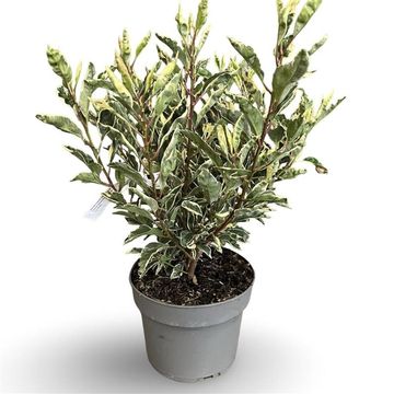 Prunus lusitanica 'Variegata'