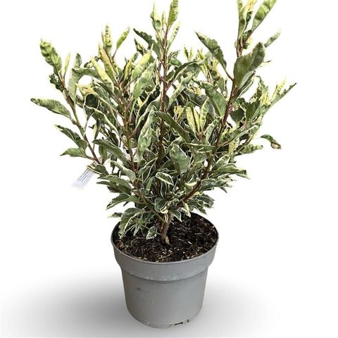 Prunus lusitanica 'Variegata'