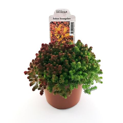 Sedum sexangulare