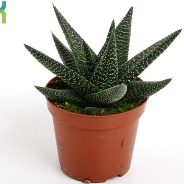 x Gasterhaworthia 'Royal Highness'