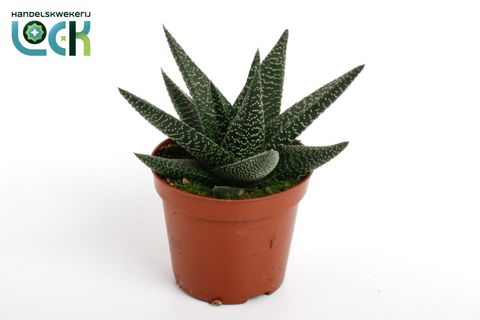 x Gasterhaworthia 'Royal Highness'