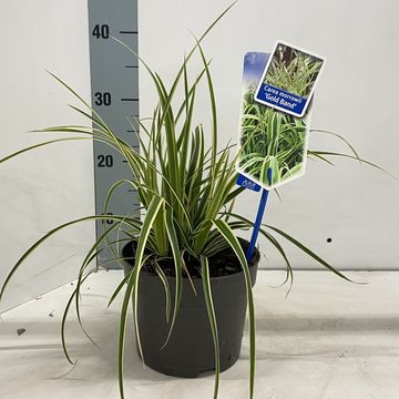 Carex morrowii 'Goldband'