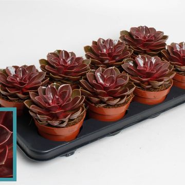 Echeveria 'Magic Red'