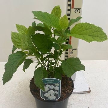 Hydrangea arborescens 'Annabelle'