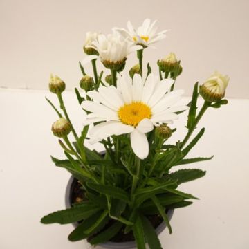 Leucanthemum WESTERN STAR LEO