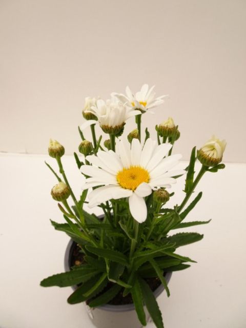 Leucanthemum WESTERN STAR LEO
