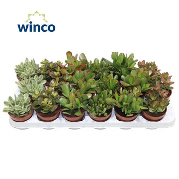 Crassula MIX