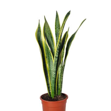 Sansevieria trifasciata 'Laurentii'