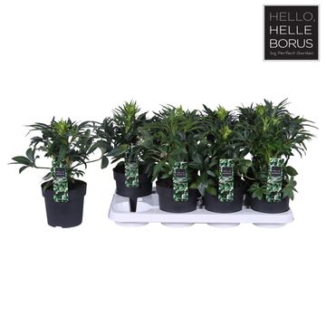 Helleborus foetidus 'Wester Flisk'