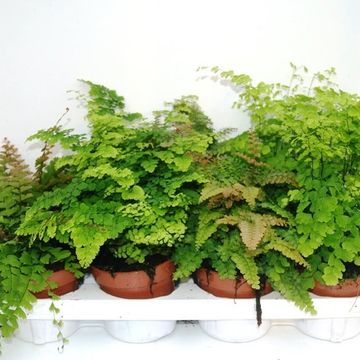 Adiantum MIX