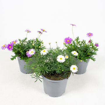 Brachyscome multifida MIX