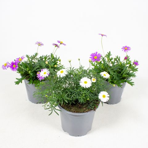 Brachyscome multifida MIX