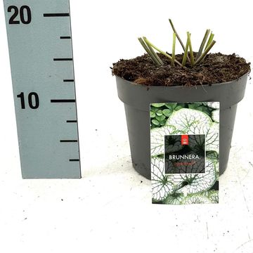 Brunnera macrophylla 'Jack Frost'