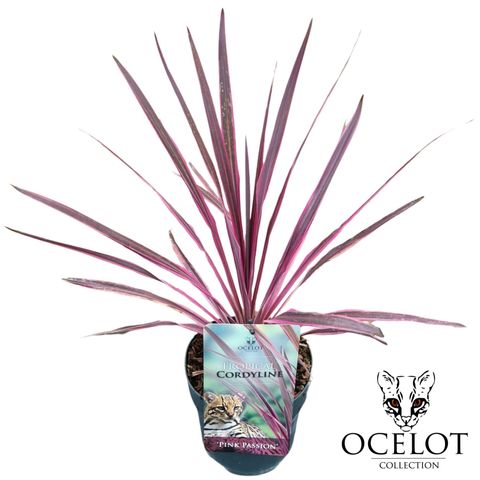 Cordyline 'Paso Doble'