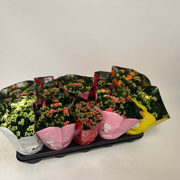 Kalanchoe blossfeldiana PERFECTA MIX