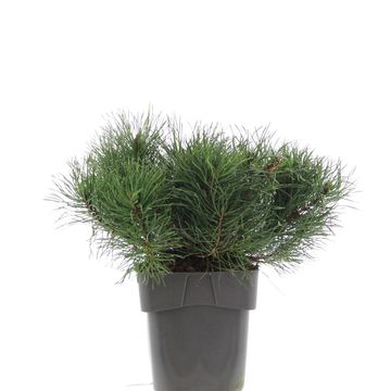 Pinus mugo mughus