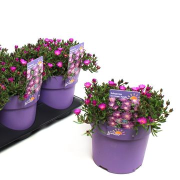 Delosperma ICE CREAM PURPLE