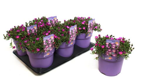 Delosperma ICE CREAM PURPLE