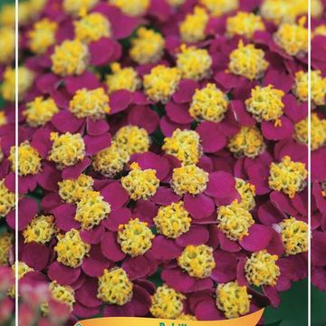 Achillea millefolium 'Paprika'