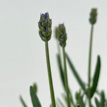 Lavandula angustifolia 'Essence Purple'