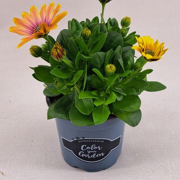 Osteospermum SEÑORITA BONITA