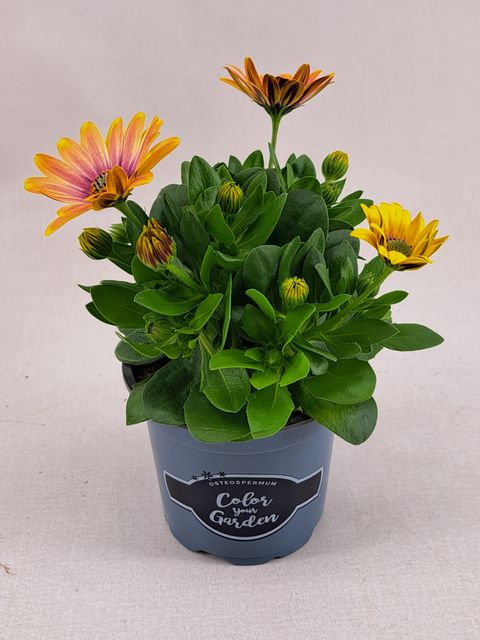 Osteospermum SEÑORITA BONITA