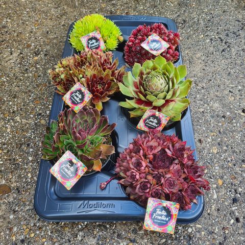 Sempervivum TOETIE FROETIES MIX