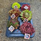 Sempervivum TOETIE FROETIES MIX