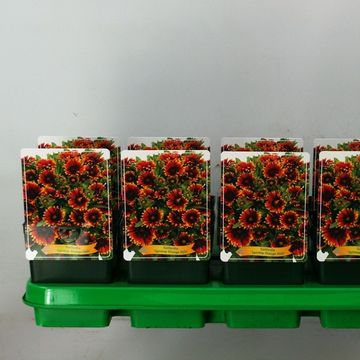 Gaillardia aristata SPINTOP ORANGE HALO