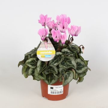 Cyclamen VERANDA SELECTIONS