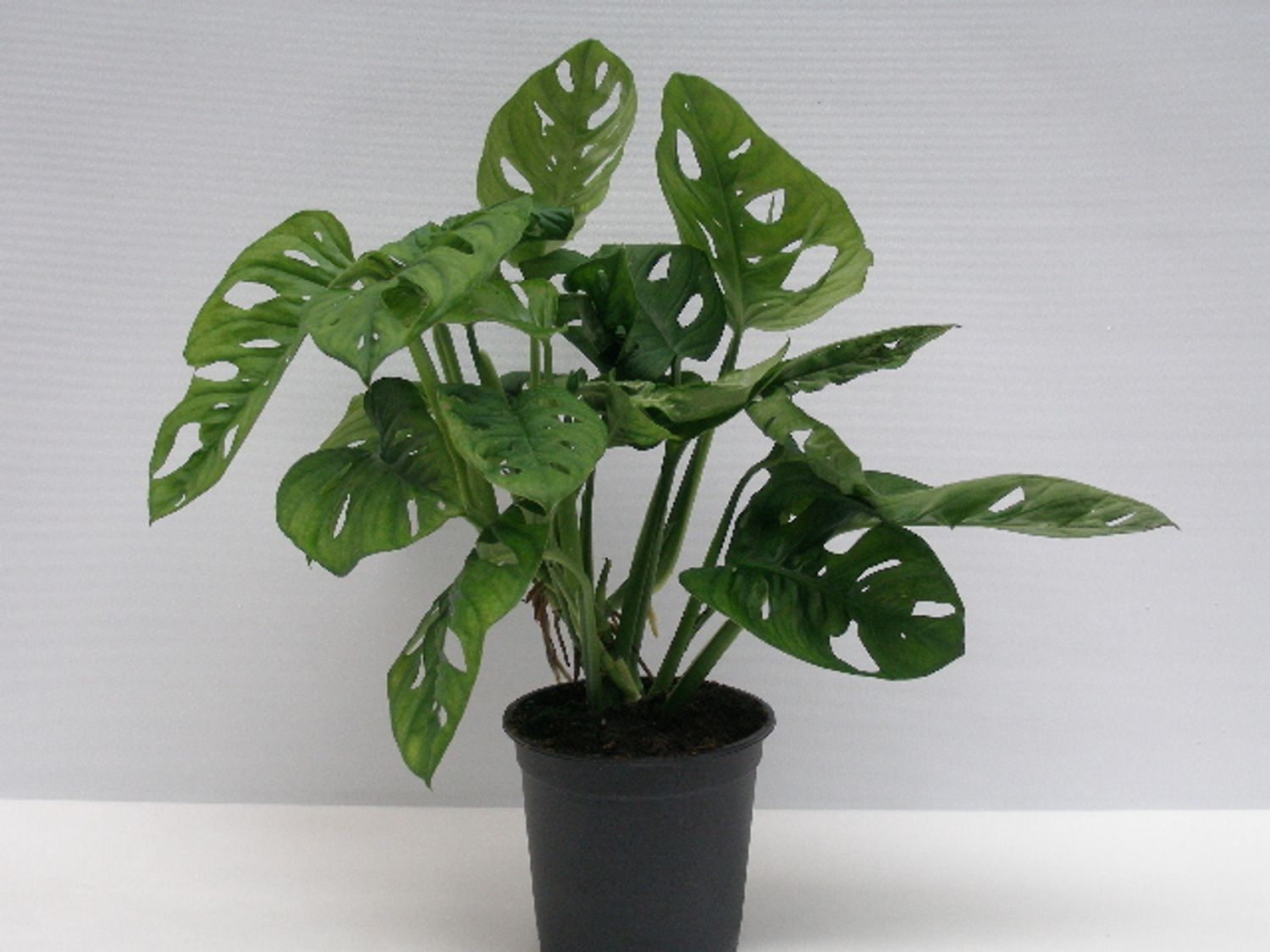 monstera-adansonii-plant-wholesale-floraccess