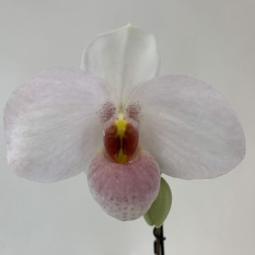 Paphiopedilum 'Joyce Hasegawa'