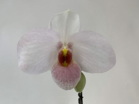 Paphiopedilum 'Joyce Hasegawa'