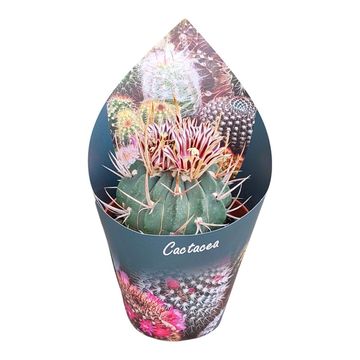 Stenocactus coptonogonus