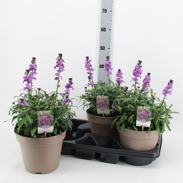 Erysimum linifolium SUPER BOWL MAUVE