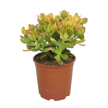 Crassula ovata 'Sunset'