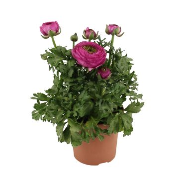 Ranunculus Sprinkles Purple