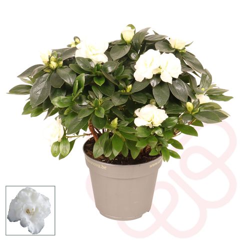 Rhododendron AIKO WHITE